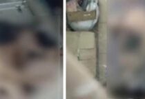 Sebuah video mesum beredar luas di media sosial dan menjadi viral di medsos hingga menghebohkan publik di Sulawesi Tenggara (Sultra).