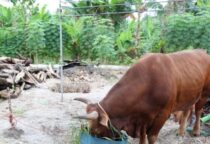 sapi seberat 1 ton dari presiden yang disembelih di selayar vswj 1140x759 1