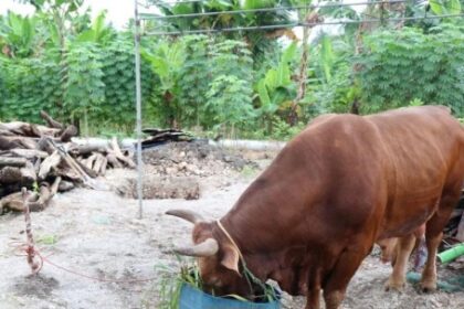 sapi seberat 1 ton dari presiden yang disembelih di selayar vswj 1140x759 1