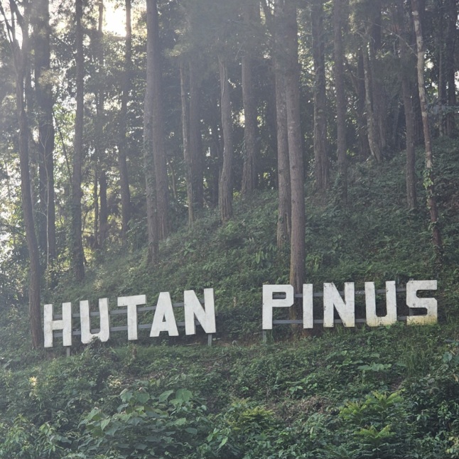 Bukan Sekadar Camping, Hutan Pinus Baini Simpan Potensi Geowisata dan Budaya yang Belum Tergali 7 Screenshot 20260721 194758 Gallery