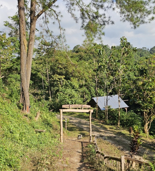 Bukan Sekadar Camping, Hutan Pinus Baini Simpan Potensi Geowisata dan Budaya yang Belum Tergali 4 Screenshot 20260721 194845 Gallery