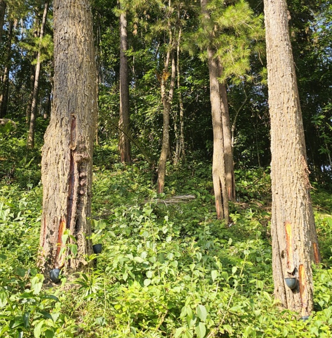 Bukan Sekadar Camping, Hutan Pinus Baini Simpan Potensi Geowisata dan Budaya yang Belum Tergali 8 Screenshot 20260721 194850 Gallery 1