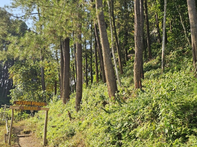 Bukan Sekadar Camping, Hutan Pinus Baini Simpan Potensi Geowisata dan Budaya yang Belum Tergali 3 Screenshot 20260721 194934 Gallery